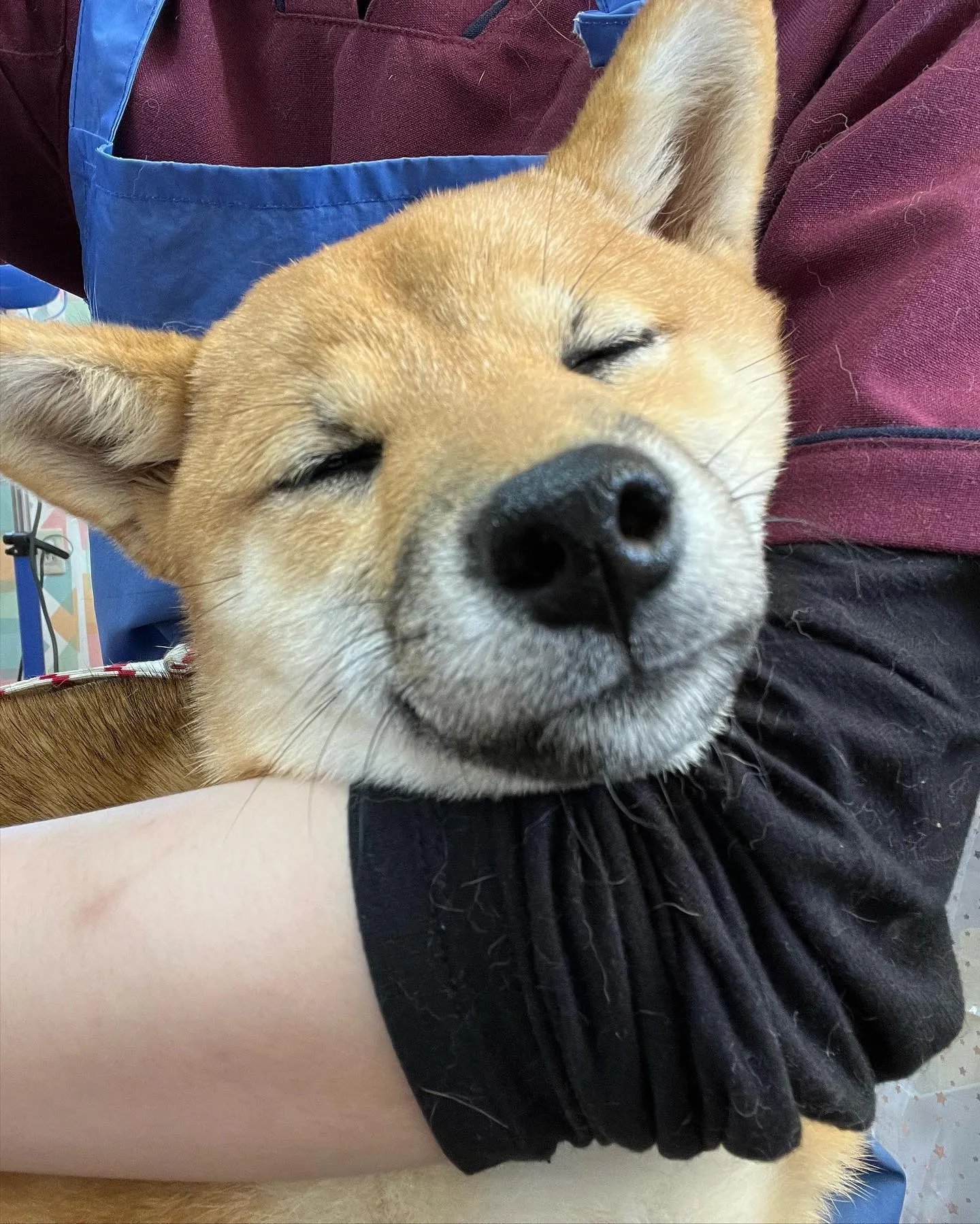 Shiba by yasusada1337341