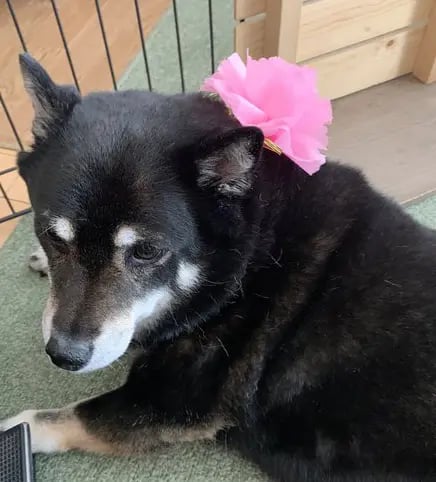 Shiba by yasusada1337341