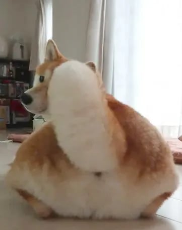 Shiba by yasusada1337341