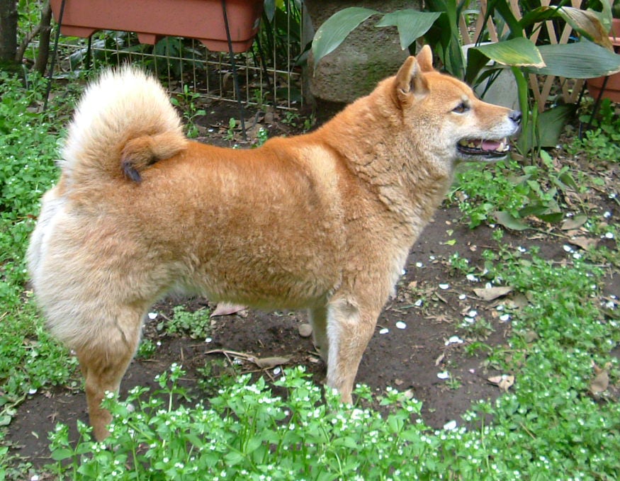 Shiba by user