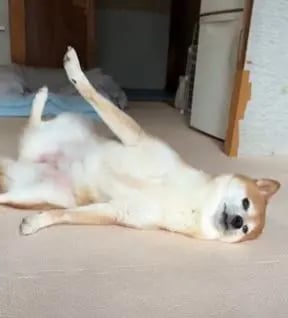 Shiba by yasusada1337341