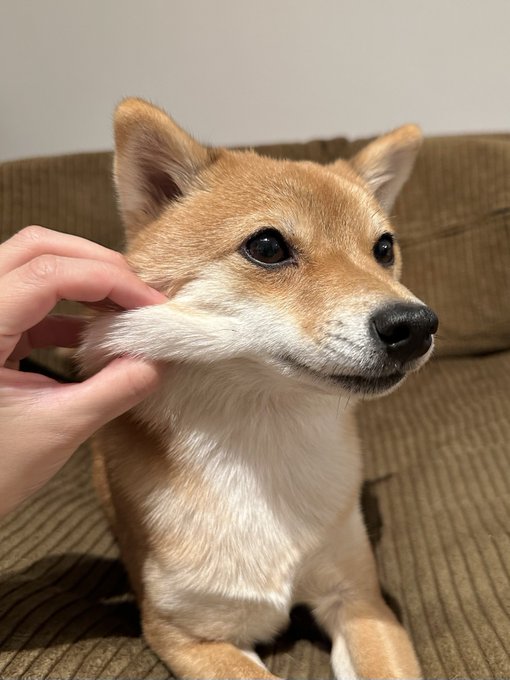 Shiba by yasusada1337341