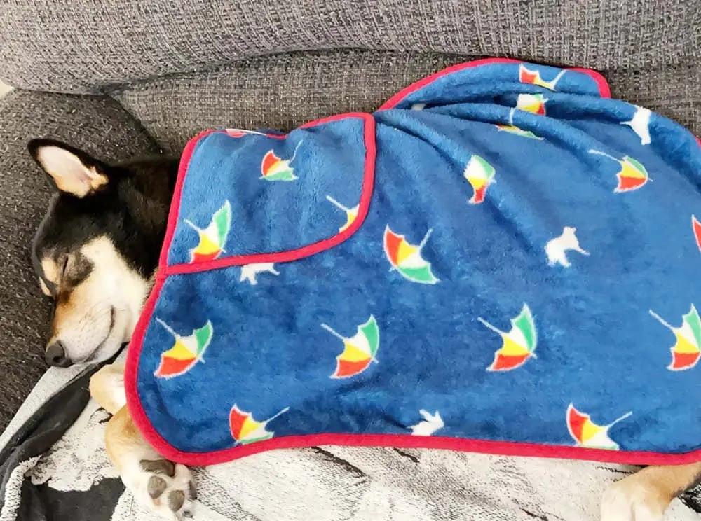 Shiba by yasusada1337341