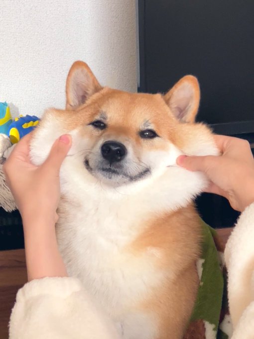 Shiba by yasusada1337341