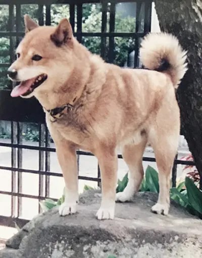 Shiba by yasusada1337341