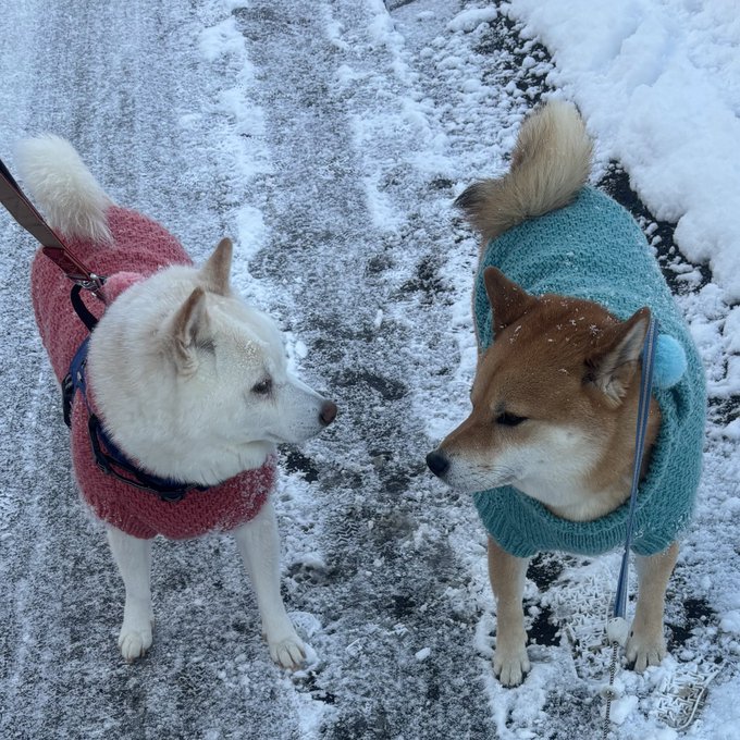 Shiba by yasusada1337341