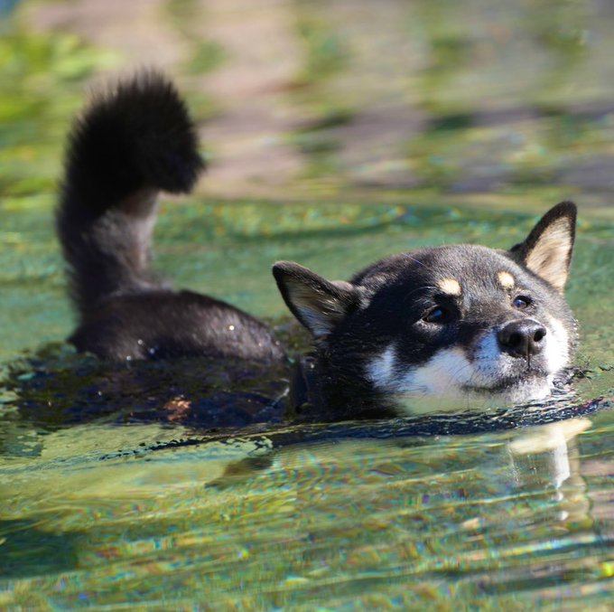 Shiba by yasusada1337341