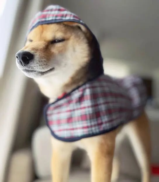 Shiba by yasusada1337341