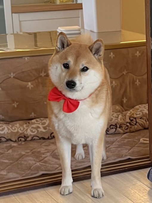 Shiba by yasusada1337341