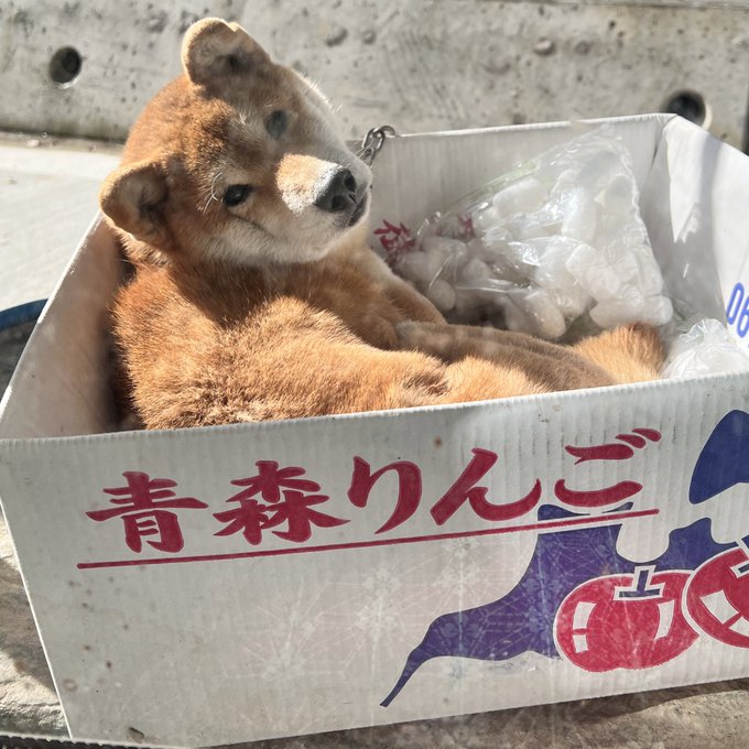 Shiba by yasusada1337341