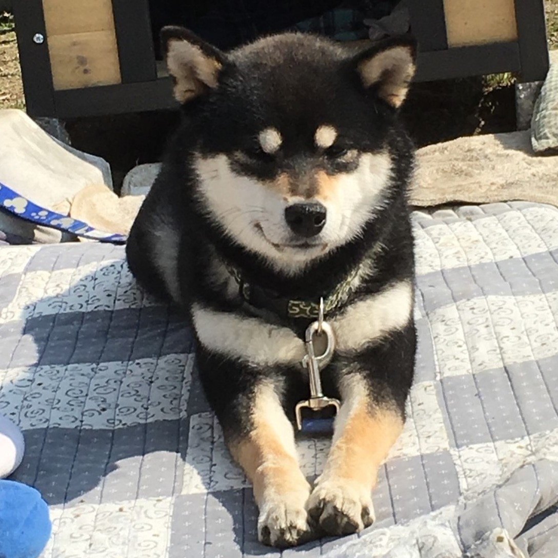 Shiba by yasusada1337341