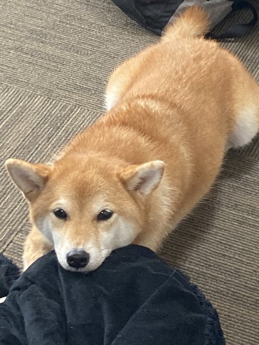 Shiba by yasusada1337341