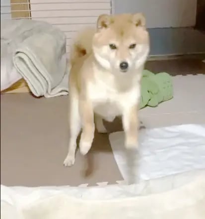 Shiba by yasusada1337341