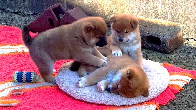 Shiba by yasusada1337341