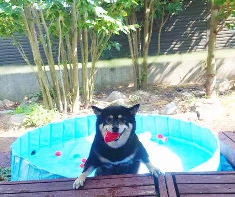 Shiba by yasusada1337341