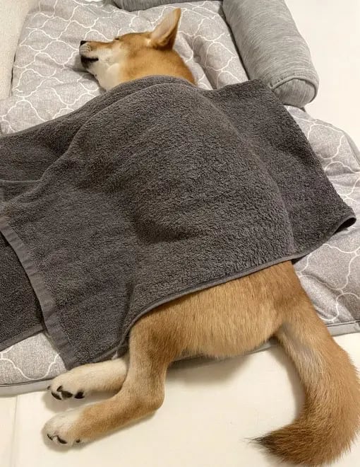 Shiba by yasusada1337341