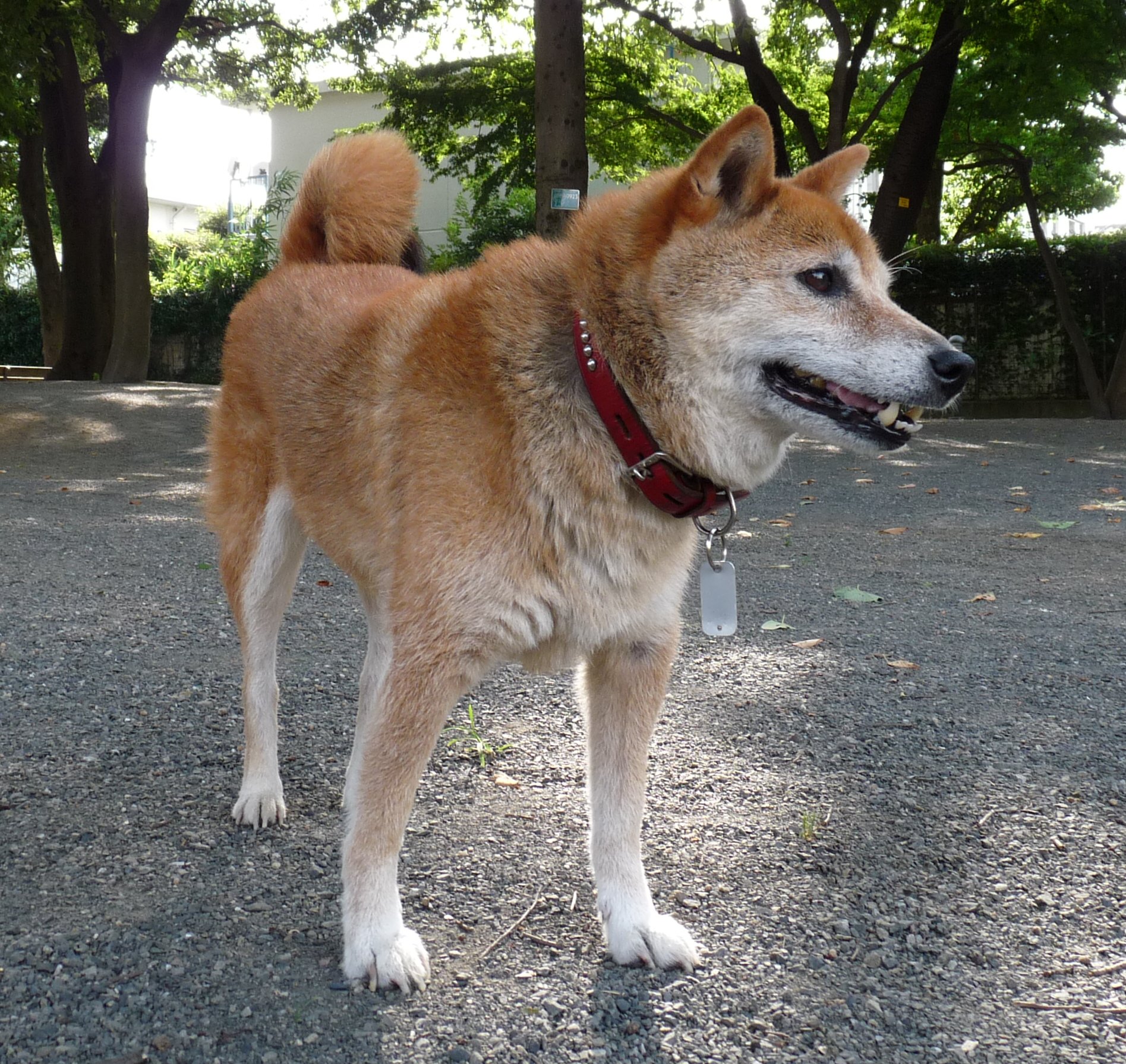 Shiba by user