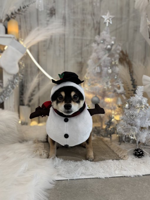 Shiba by yasusada1337341