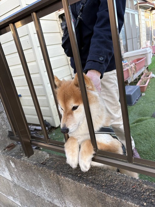 Shiba by yasusada1337341