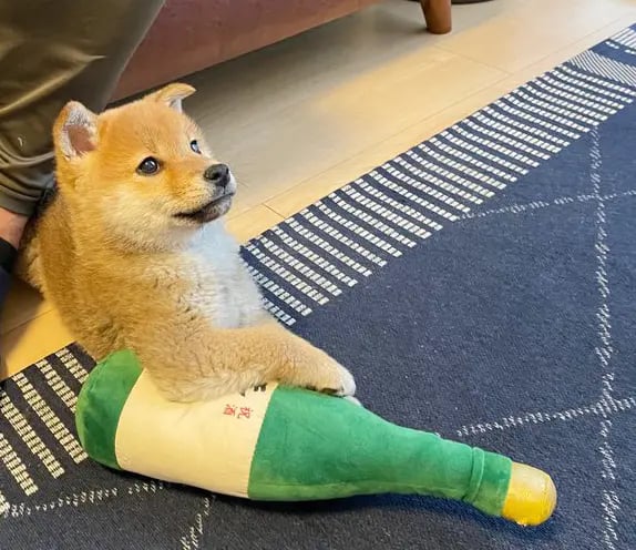 Shiba by yasusada1337341