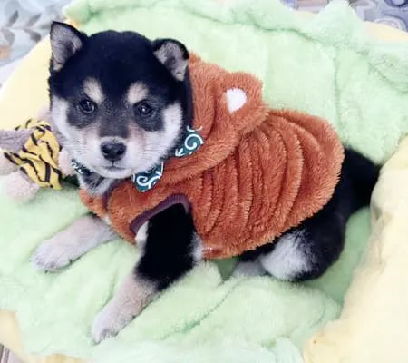 Shiba by yasusada1337341