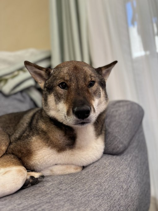 Shiba by yasusada1337341